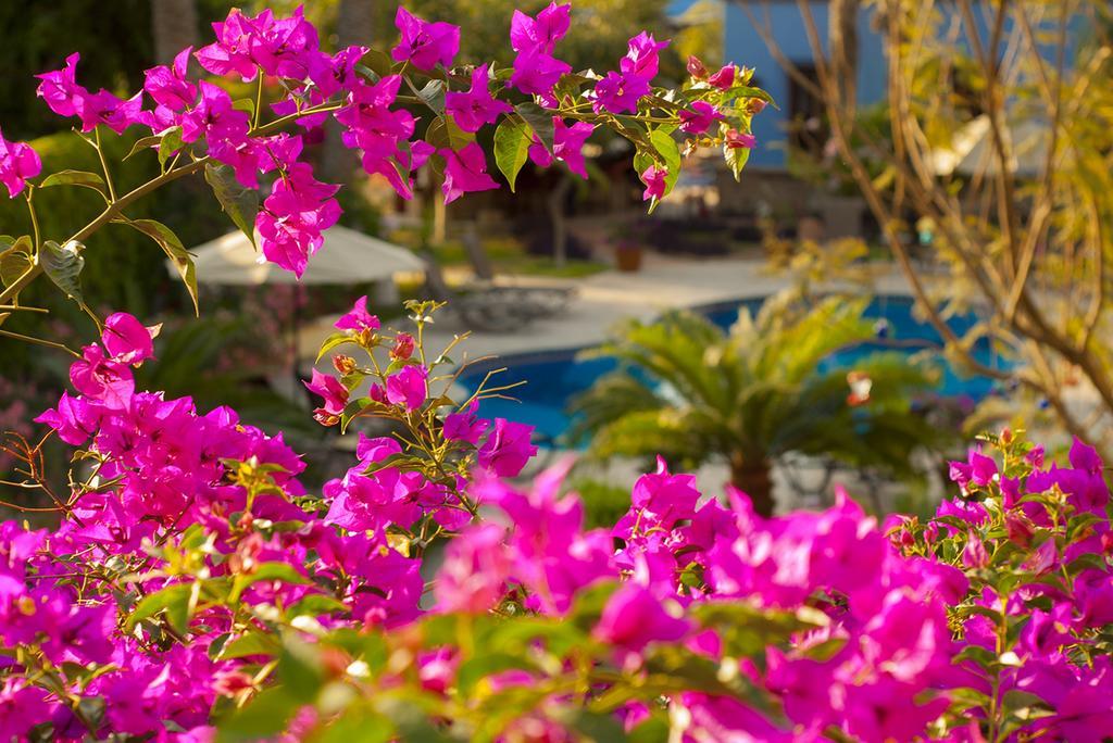 El Encanto Inn & Suites San Jose del Cabo Ngoại thất bức ảnh